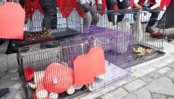 Polisi Bongkar Jaringan Perdagangan Satwa Dilindungi di Sidoarjo