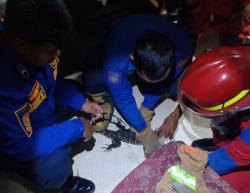Masuk Rumah Warga di Kota Probolinggo, Biawak Satu Meter Lebih Berhasil di Evakuasi