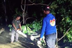 Puluhan Pohon Tumbang Dievakuasi di Kendal, Petugas Gabungan Lembur hingga Subuh
