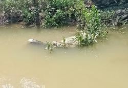Pergi dari Rumah, Pria Lansia Ditemukan Tewas di Kali Apur Manggarmas Godong