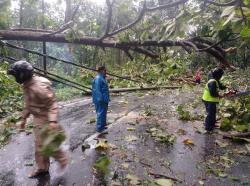 Pohon Tumbang di Bantarbolang Pemalang Putus Jaringan Listrik, Polisi Turun Kawal Perbaikan