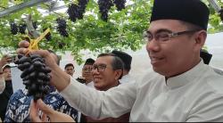 Panen Perdana Anggur Tropis di Bogor, IPB University Kembangkan Varietas Ilaria hingga Gozv