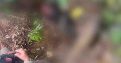 Breaking News: Honorer Pemda Tambrauw Ditemukan Meninggal Dunia Secara Tragis, Diduga Diserang OTK