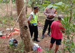 Petani Kebumen Tewas Akibat Pohon Jenitri yang Dipanjatnya Tumbang Saat Panen