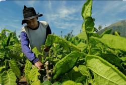 ​Keluhan Petani Tembakau, Terhimpit Kenaikan Cukai hingga Aturan Batas Nikotin