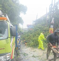 Belasan Pohon Tumbang Hantam Semarang, Pemkot Turunkan 7 Tim Evakuasi Saat Cuaca Ekstrem
