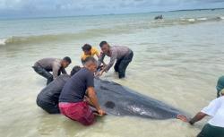 20 Paus Pilot Mati Terdampar di Rote Ndao, Brimob dan Warga Evakuasi Secara Gotong Royong