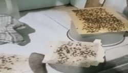 Warga Tanon Sragen Keluhkan Serbuan Lalat Diduga dari Kandang Ayam BUMDes