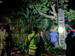Tersengat Listrik Saat Tebang Pohon Sukun di Bojonegoro, Warga Nganjuk Tewas di Atas Pohon