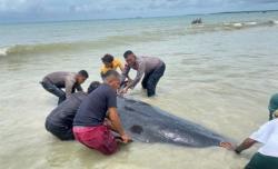 20 Paus Pilot Terdampar dan Mati di Pesisir Rote Ndao