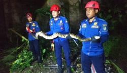 Dikira Ranting Patah, Ternyata Ular Piton 3 Meter di Halaman Rumah Warga Gowa