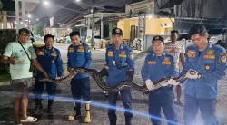 Heboh Tengah Malam! Piton 5 Meter Muncul di Perumahan Pesona Wahidin