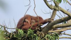 Perjuangan Ibu Orangutan Mengasuh Bayi Kembar di Tengah Hutan yang Terfragmentasi