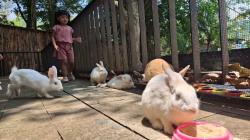 Libur Lebaran di Bukit Cinta, Anak-Anak Bisa Bermain dengan Kelinci dan Domba