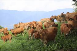 Populasi Terus Bertambah, Sapi Pesisir Kian Diminati Peternak Indonesia