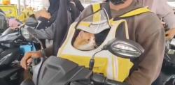 Unik! Pemudik di Pelabuhan Ciwandan Bawa Kucing Ikut Mudik ke Kampung Halaman
