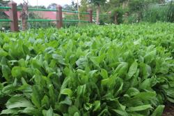 Chicory Jadi Alternatif Pakan, BPTU-HPT Padang Mengatas Dorong Peningkatan Nutrisi Sapi Potong