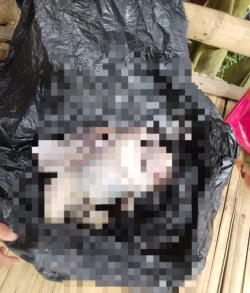 Geger! Jasad Bayi Perempuan Ditemukan Terbungkus Plastik Hitam di Pinggir Jalan Bendelan