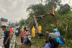 Pohon Tumbang di Cicalengka Arah Garut Picu Kemacetan, Arus Sempat Dialihkan