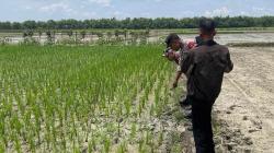 Petani di Kepohbaru Bojonegoro Ditemukan Tak Bernyawa di Sawah, Ini Dugaan Penyebabnya