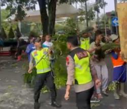 Pohon Trembesi Berusia Ratusan Tahun di Alun Alun Purwodadi Tumbang Diterjang Angin Kencang