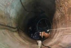 Meong! Seekor Kucing Tercebur Sumur di Jombang, Petugas Damkar Bergerak Menyelamatkan