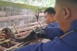 Ular Piton Gagal Mangsa Ayam, Terjebak di Kandang Milik Warga Jombang