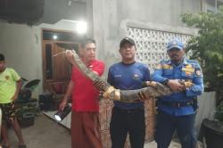 Warga Jombang Heboh! Biawak Raksasa 1,5 Meter Cari Mangsa di Pemukiman