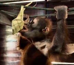 Ketupat Gantung di Hutan Kalimantan: Uji Kesabaran dan Ketangkasan Jemari Bayi Orangutan