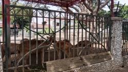 Bupati Tulungagung Prihatin, Kebun Binatang Mini Pendopo Akan Dibenahi