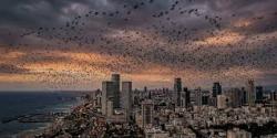 Pertanda Bencana? Ribuan Burung Gagak Bikin Langit Tel Aviv Jadi Gelap, Viral di Medsos