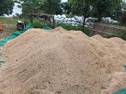 Bulog Tak Masuk, Gabah Petani Cikawung Indramayu Menumpuk Akibat Akses Jalan Buruk