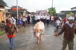 Kerbau Bule Dikirab 1 Kilometer, Jadi Magnet Baru Lomban Syawalan Jepara, Dipadati Ribuan Warga