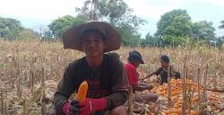 Lahan Luas tapi Jagung Belum Maksimal, Potensi Besar yang Masih Tertidur di Sumba Timur