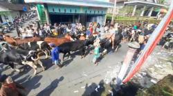 Unik! Warga Lereng Merapi Boyolali Arak Sapi Berkalung Ketupat Saat Syawalan