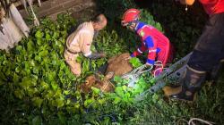 Dramatis! Sapi Tercebur Sungai di Indramayu Dievakuasi Damkar Tengah Malam