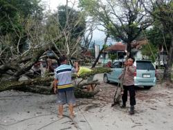 Pohon Depan BKK Geyer Tumbang Timpa Pengendara Scoopy, Begini Kondisi Korban dan Motornya