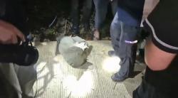 Kasus Mutilasi Kios Ayam Bekasi: Detik Detik Polisi Temukan Potongan Tubuh Korban di Puncak 2 Bogor