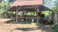 Aksi Sadis Kawanan Maling Sembelih Sapi di Kandang, Daging Seberat 80 Kg Dibawa Kabur