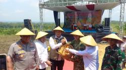 Panen Raya Jagung di Blora, Bulog Siap Serap Hasil Petani hingga Dukung Bioetanol