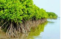 Restorasi Hutan Bakau Jadi Bukti 5 Tahun Perusahaan Ini Fokus Terhadap Lingkungan Alam