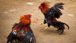 Praktik Sabung Ayam di Barru Nekat Beroperasi Meski Sudah Ditertibkan