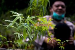Heboh Usulan Ganja Medis! DPR Usul  Bikin Kawasan Khusus Biar Tak Lagi Ilegal