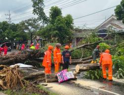 Pohon Asem Londo Tumbang, Jalur Nasional Tulungagung–Kediri Sempat Lumpuh