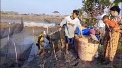 Petani Tambak Lamongan Mengeluh, Panen Ikan Anjlok Parah Tahun Ini