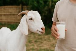 Pilihan Susu Etawa Beragam, Masyarakat Diminta Cermat Pilih Nutrisi