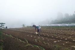 Harga Sayuran Terjun Bebas Usai Lebaran, Petani Cianjur Menjerit
