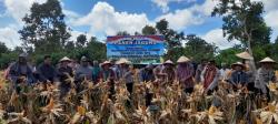 Dukung Asta Cita Presiden, Kapolres TTU Panen Jagung di Kebun Sehati Banopo