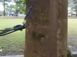 Kabel Terkelupas, Siswa SDN di Kecamatan Malingping Tersetrum Listrik Sekitaran Alun-alun