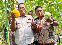 Desa Jono Jadi Sentra Buah Organik Grobogan, Panen Melon Premium Bumdes Aji Saka Jadi Bukti